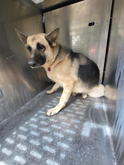 Photo of Missy, adoptable German Shepherd Dog in San Antonio, Texas
