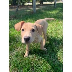 Photo of Kane, adoptable Hound (Unknown Type) in Medfield, Massachusetts