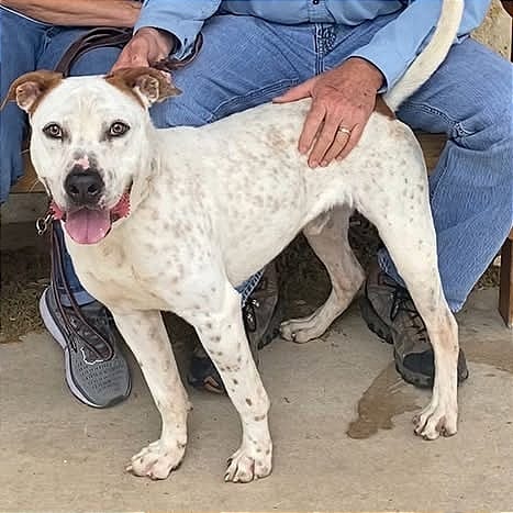 Photo of Bobby Flay(Zeus), adoptable Terrier, American Staffordshire / Bulldog, American in Weatherford, Texas