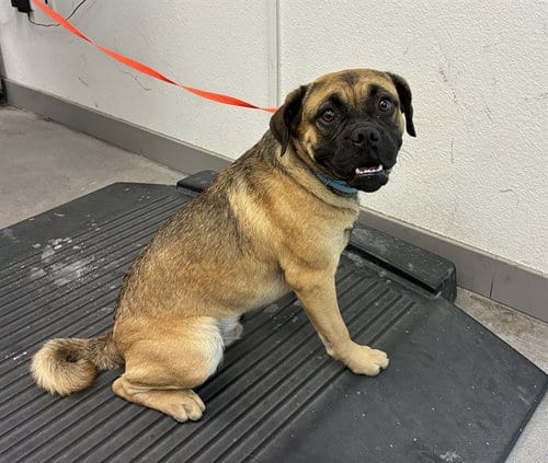 Photo of Deebo, adoptable English Bulldog in Mesa, Arizona