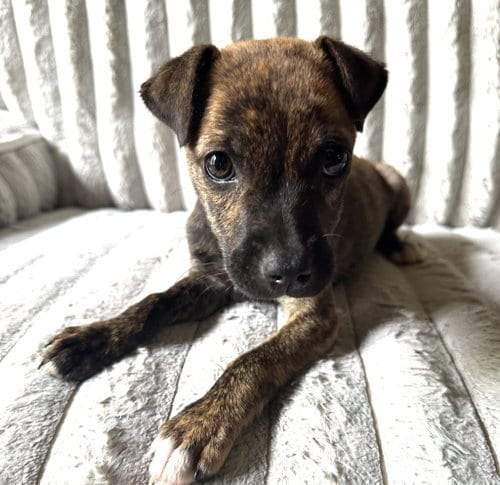 Photo of Avery, adoptable Terrier in Claremore, Oklahoma