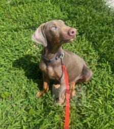 Photo of Atlas, adoptable Doberman Pinscher in Chicago Ridge, Illinois