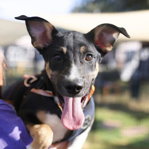 Photo of Gus, adoptable German Shepherd Dog in San Antonio, Texas