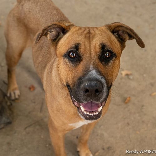 Photo of Reedy, adoptable Terrier in Sacramento, California