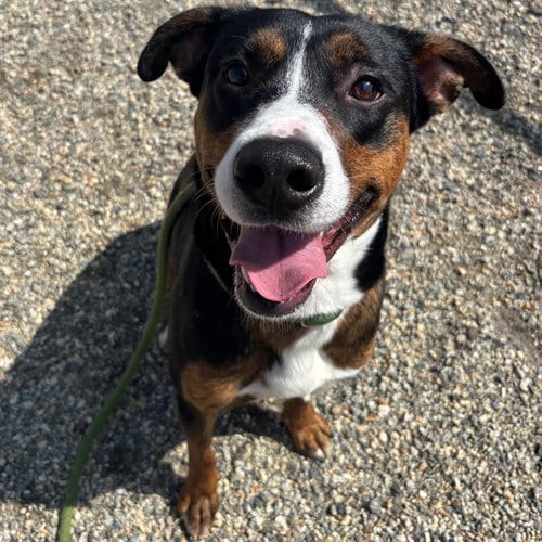 Photo of Haden, adoptable Labrador Retriever in Palmetto, Florida