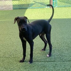 Photo of Colby, adoptable Mixed Breed (Medium) in Loxahatchee, Florida