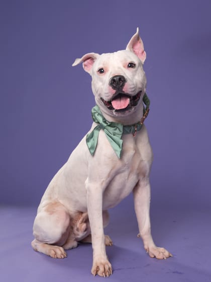 Photo of Loki, adoptable dog in Atlanta, Georgia