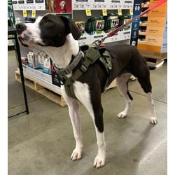 Photo of Gill, adoptable Great Dane Pointer in Irmo, South Carolina