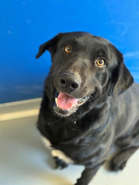 Photo of Zeus, adoptable Labrador Retriever in Visalia, California