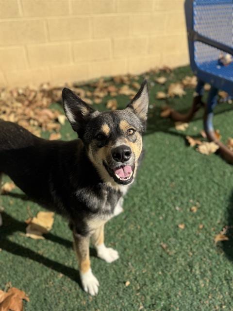 Photo of Marshall, adoptable Australian Cattle Dog/Blue Heeler in Chula Vista, California