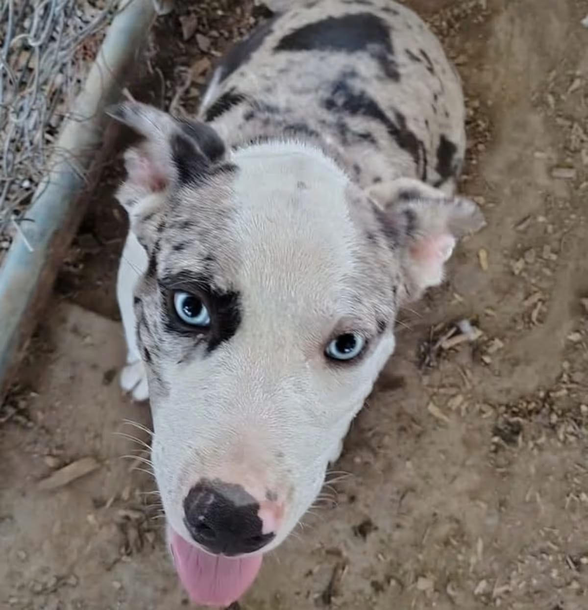 Photo of Dylan, adoptable Catahoula Leopard Dog in Bristol, Connecticut