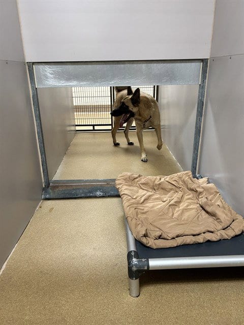 Photo of Dior, adoptable Belgian Shepherd Malinois in Martinez, California