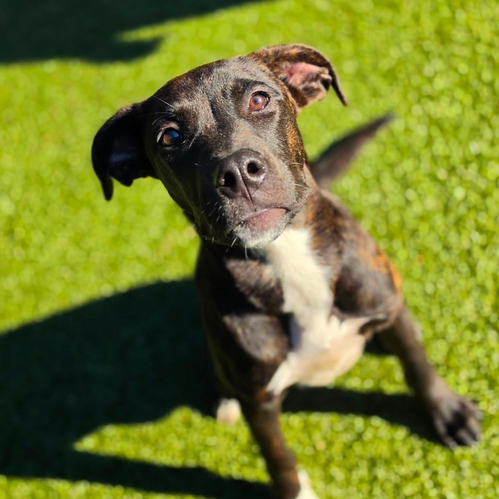 Photo of Brad Pitt, adoptable Mixed Breed (Medium) in Greensboro, North Carolina