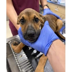 Photo of Baby Bop, adoptable Shepherd (Unknown Type) in Jurupa Valley, California