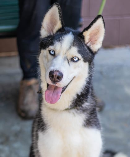 Photo of Bobert, adoptable dog in Chamblee, Georgia