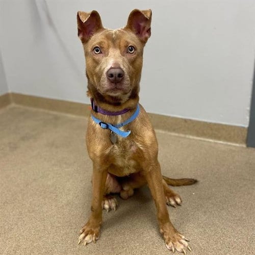 Photo of Ash, adoptable Pit Bull Terrier in Aurora, Colorado