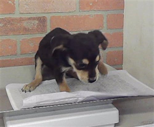 Photo of Mark, adoptable Labrador Retriever in Houston, Texas