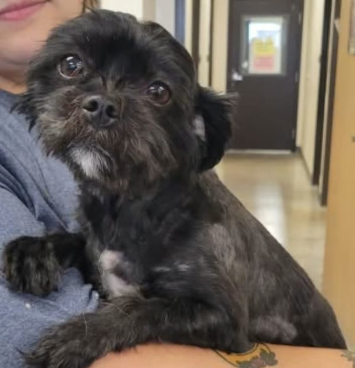 Photo of Amaya, adoptable Shih Tzu in Parker, Colorado