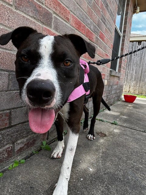 Photo of Sebastian, adoptable American Staffordshire Terrier in The Woodlands, Texas