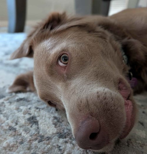 Photo of Charlie Chaplin, adoptable Golden Retriever in Fort Worth, Texas