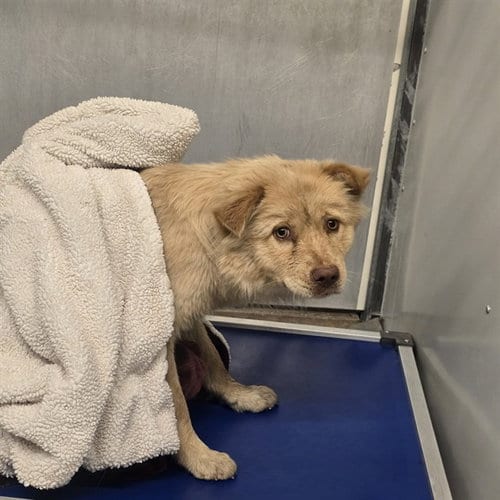 Photo of A432307, adoptable Chow Chow in Conroe, Texas