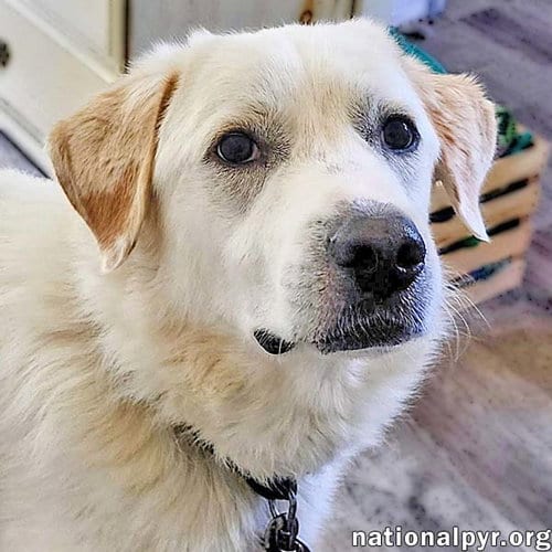 Photo of Charlie in VA - Sweet & Snuggly Pocket Pyr, adoptable Great Pyrenees in Beacon, New York
