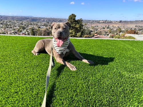 Photo of Gracie, adoptable American Pit Bull Terrier in San Diego, California