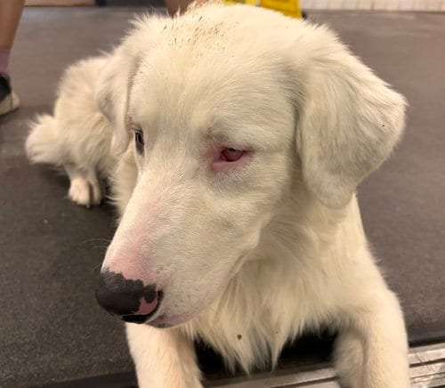 Photo of Balooga, adoptable Australian Shepherd in Albuquerque, New Mexico