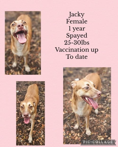 Photo of Jacky, adoptable Siberian Husky in Virginia Beach, Virginia