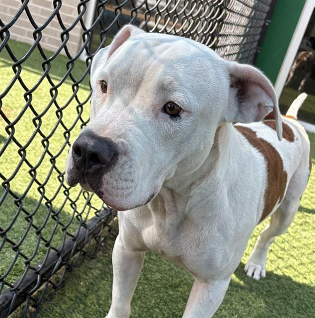 Photo of Elmer, adoptable Pit Bull Terrier