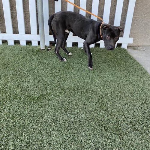 Photo of Wolfie, adoptable Pit Bull Terrier in Modesto, California