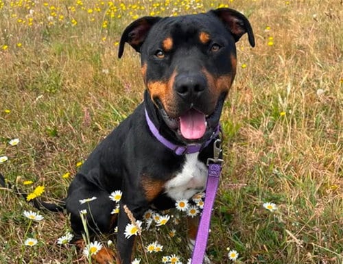 Photo of Rooster, adoptable Pit Bull Terrier in McKinleyville, California