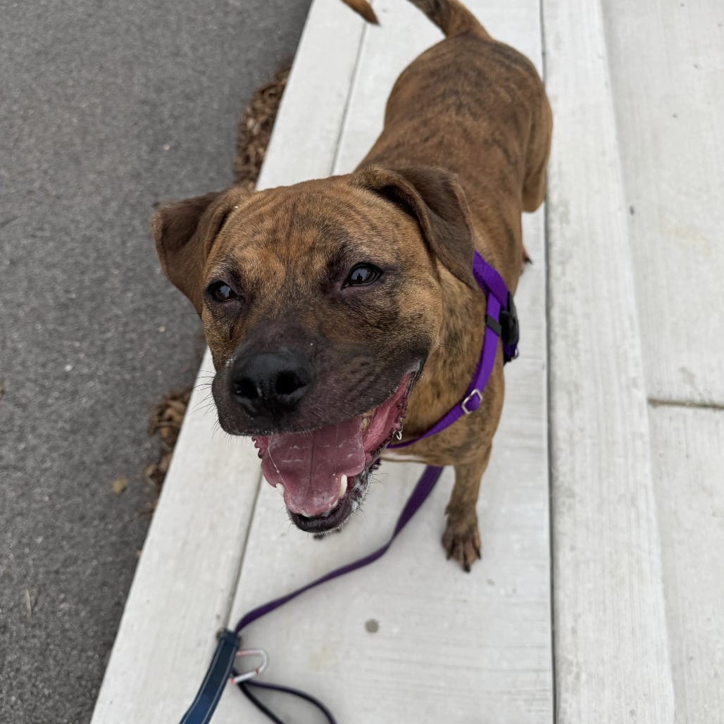 Photo of Hudson, adoptable Hound, Plott / Mix in South Elgin, Illinois