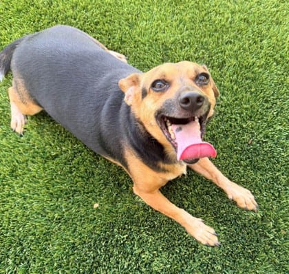 Photo of Charlie, adoptable Chihuahua, Short Coat/Mix in Bakersfield, California