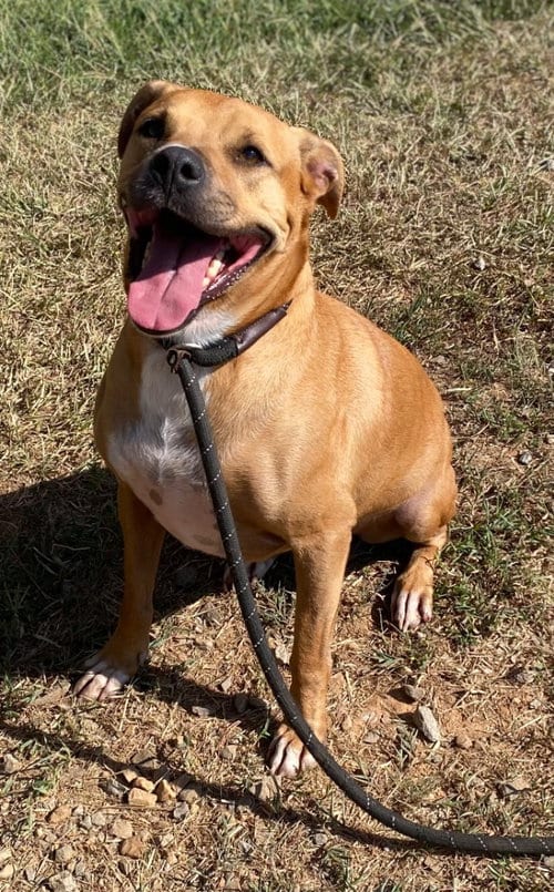 Photo of Betty, adoptable Boxer in Bryant, Arkansas
