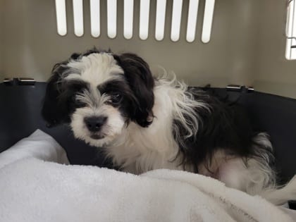 Photo of Kiwi, adoptable dog in Baltimore, Maryland