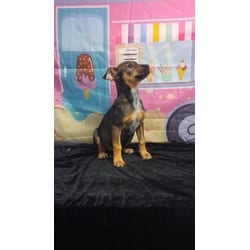Photo of Gracie, adoptable German Shepherd Dog in Medfield, Massachusetts