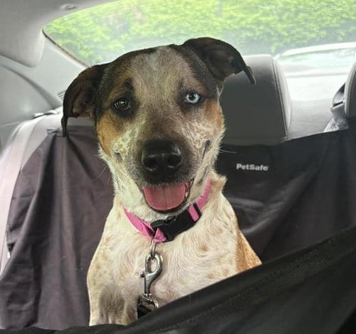 Photo of Royal, adoptable Australian Cattle Dog/Blue Heeler in Centerville, Massachusetts