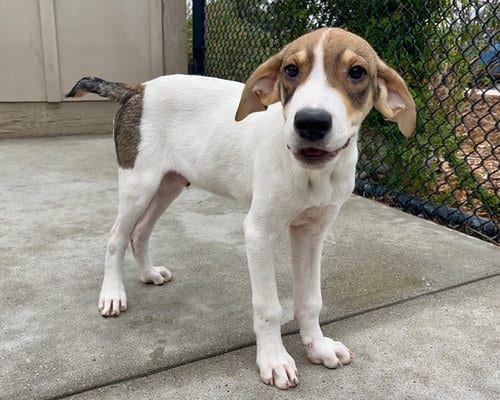 Photo of Monopoly, adoptable Rhodesian Ridgeback in Santa Cruz, California