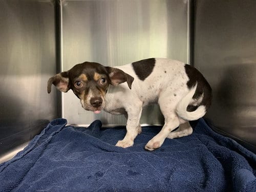 Photo of Muffs, adoptable Chihuahua in Grand Prairie, Texas