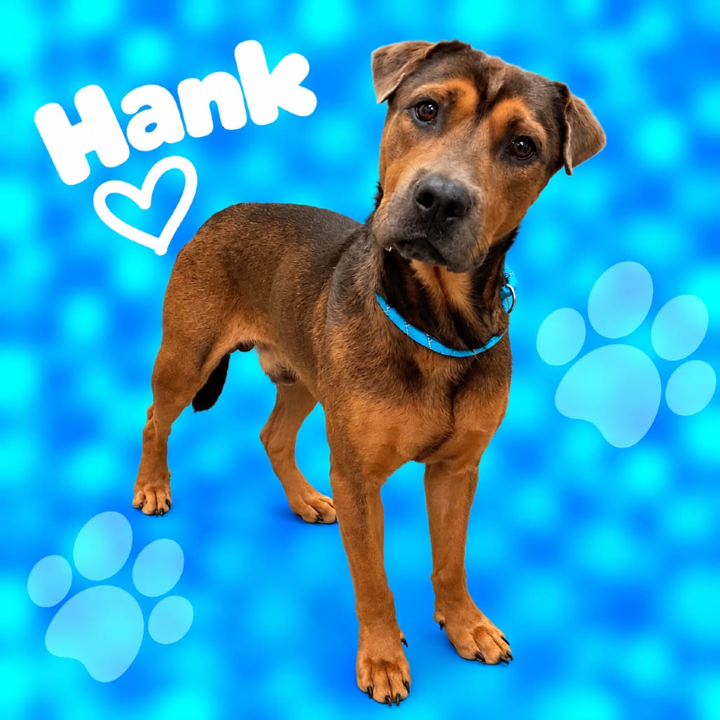 Photo of Hank, adoptable dog