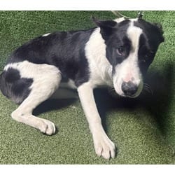 Photo of Phil, adoptable Border Collie in Lancaster, California