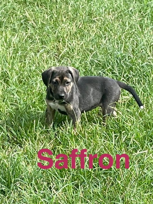 Photo of Saffron, adoptable Unknown breed in Topeka, Kansas