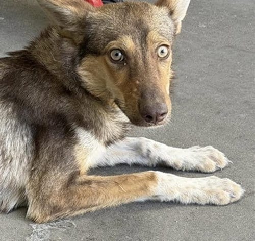 Photo of Wylie, adoptable Australian Shepherd in Las Vegas, Nevada