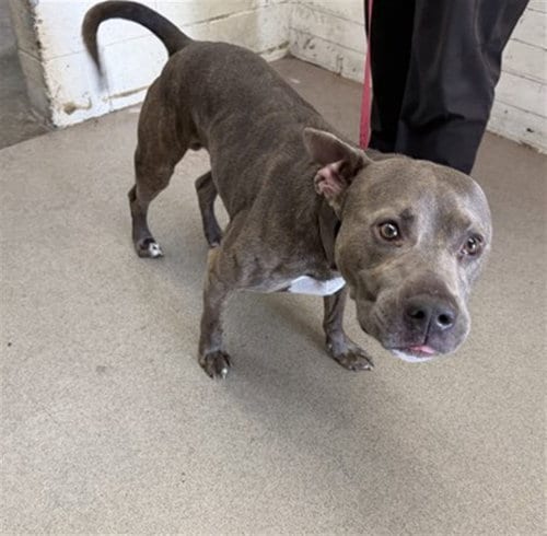 Photo of Basil, adoptable Pit Bull Terrier in San Bernardino, California