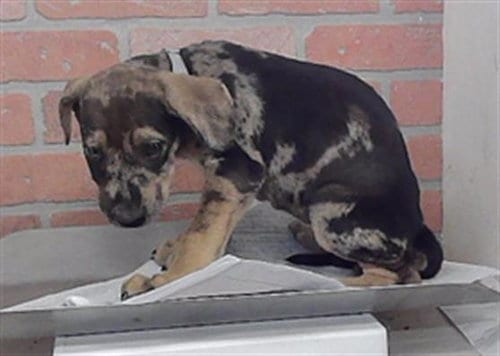 Photo of Filly, adoptable Catahoula Leopard Dog in Houston, Texas