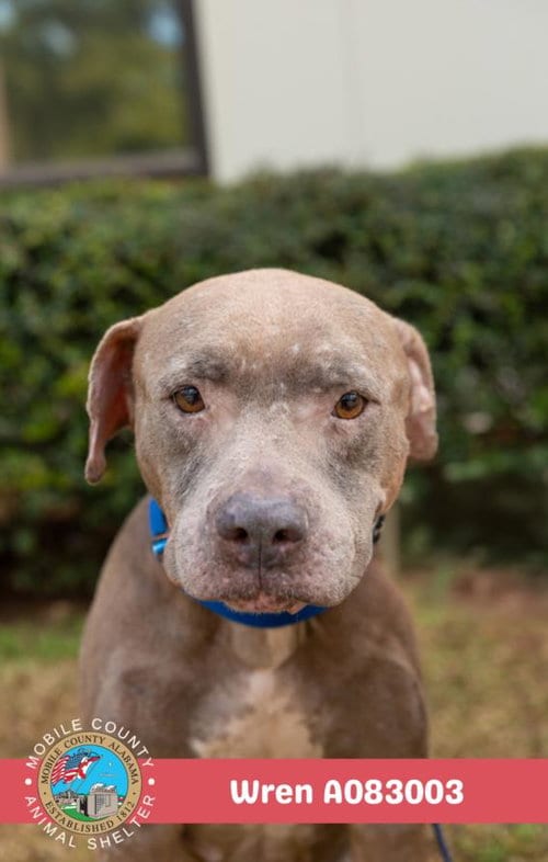 Photo of Wren, adoptable American Bulldog in Mobile, Alabama