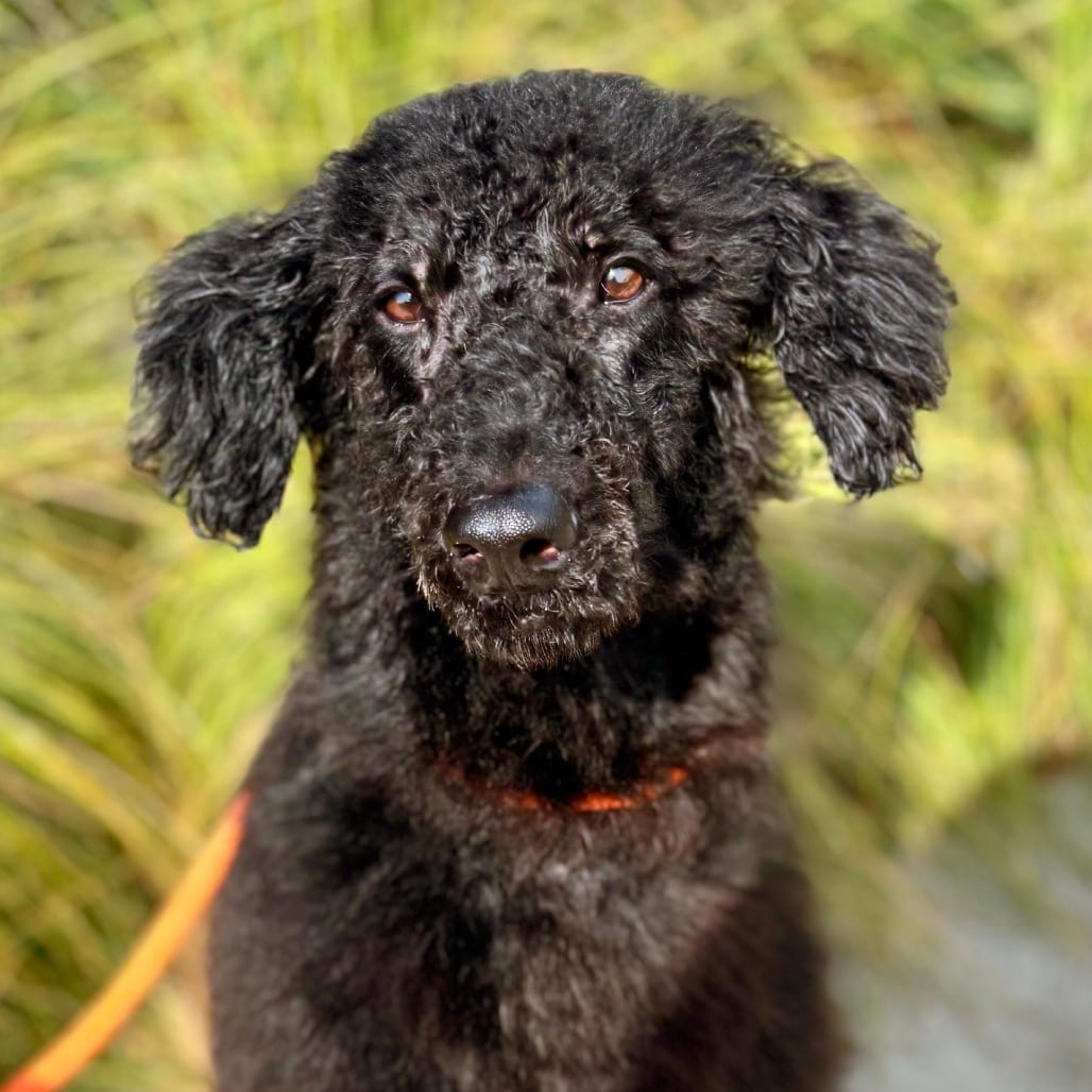 Photo of Nova, adoptable Poodle / Retriever, Black Labrador in Nashville, Indiana