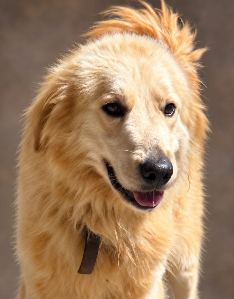 Photo of BoDean, adoptable Great Pyrenees in Crossville, Tennessee