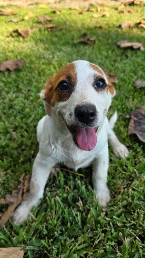 Photo of Nova - chunky cutie, adoptable Labrador Retriever in Oakhurst, New Jersey
